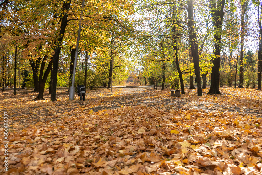 Autumn scene with a lot of yellow, red, orange leaves on a ground. Oak and maple leaves in the fall Autumn scene with a lot of yellow, red, orange leaves on a ground. Oak and maple leaves in the fall