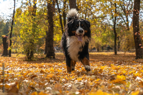 Bernese mountain dog with a lot of yellow autumn leaves around. Dog walk in the park on the fall