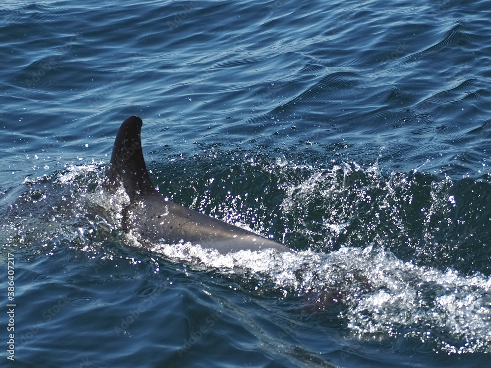 Fototapeta premium Free dolphins swimming and fishing in the sea