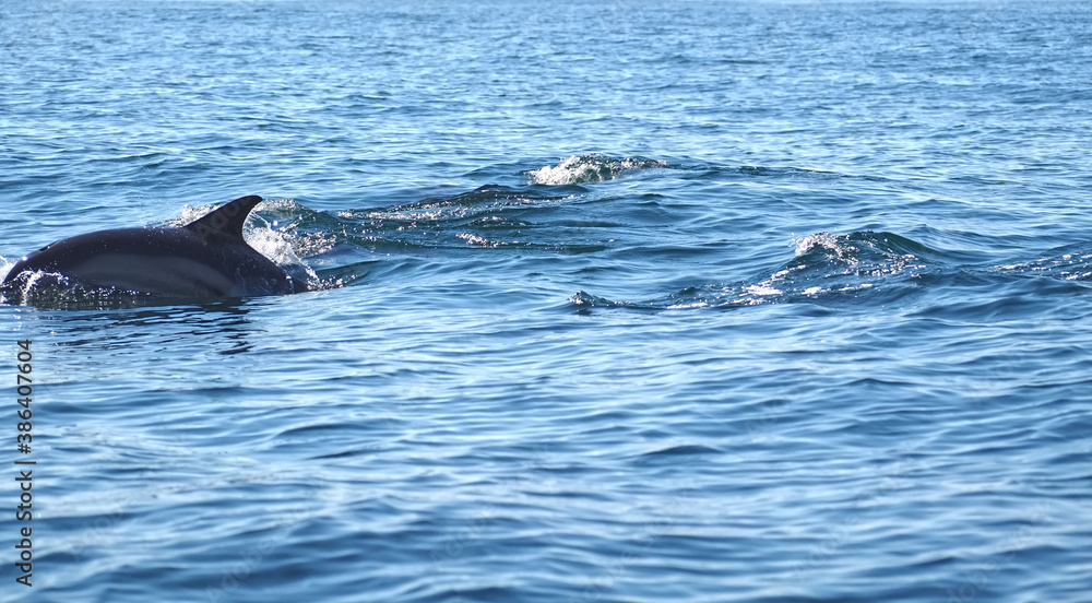 Obraz premium Free dolphins swimming and fishing in the sea