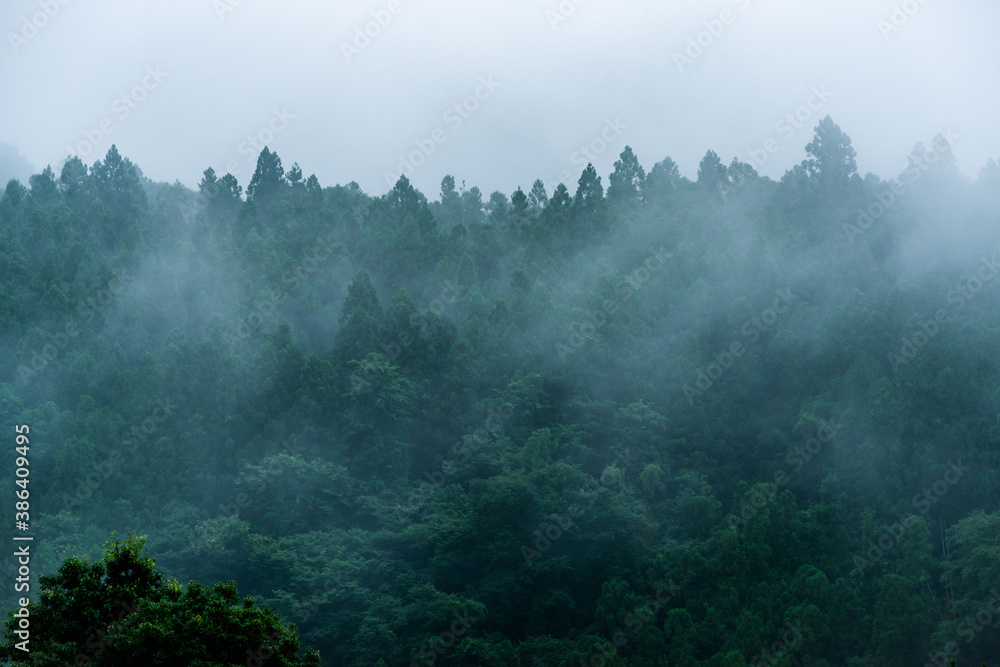 霧の立ち込める雨上がりの杉山 霧の立ち込める雨上がりの杉山