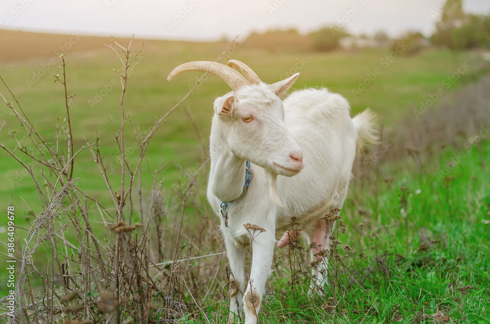 Domestic white goat grazes on a green pasture.
