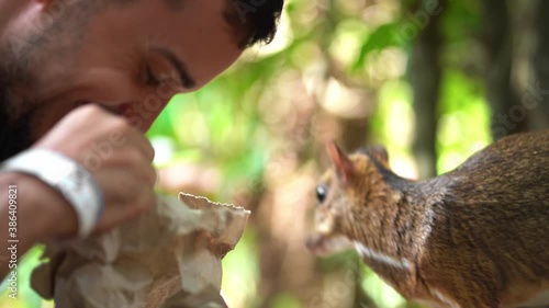 The guy takes food from a paper bag and feeds the mouse deer (tragulus kanchil) photo