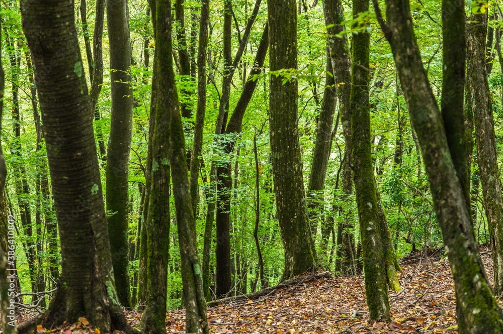 日本百名山　秩父両神山の景色