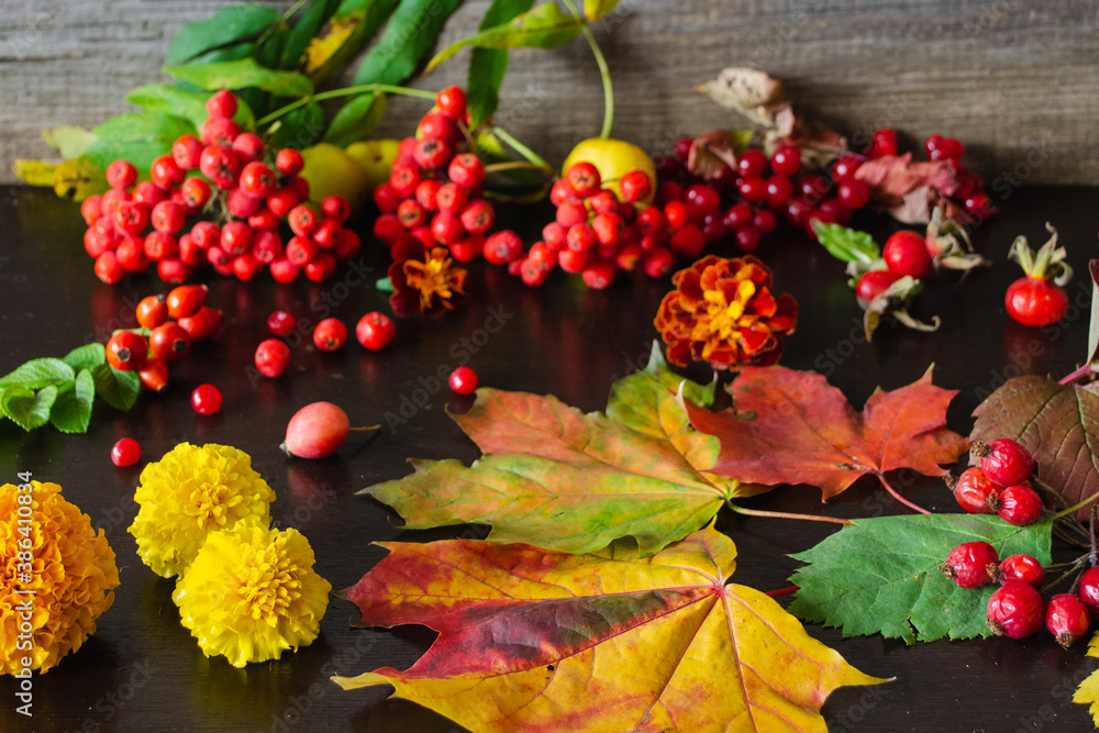 Still life of autumn red and yellow leaves. Japanese quince berries, rowan berries, rose hips and yellow flowers on the table. Still life of autumn red and yellow leaves. Japanese quince berries, rowan berries, rose hips and yellow flowers on the table.