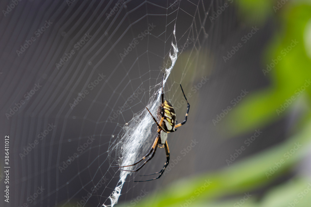 Golden garden weaver spider (Argiope aurantia) on web Golden garden weaver spider (Argiope aurantia) on web