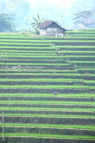 Green rice terraces in Trawas, Mojokerto, Indonesia photo