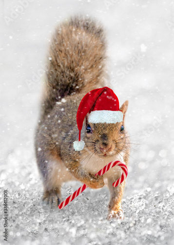 Squirrel Santa. Cute squirrel with a Christmas hat and a tiny candy cane in the snow. Animal fun holiday greeting card.