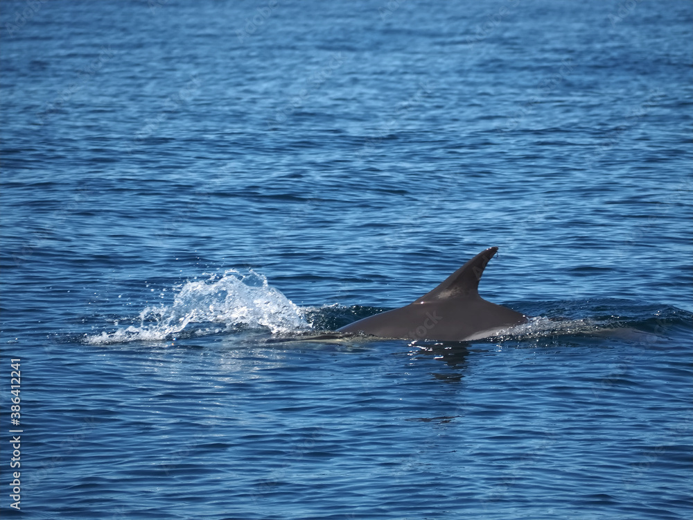 Free dolphins swimming and fishing in the sea Free dolphins swimming and fishing in the sea