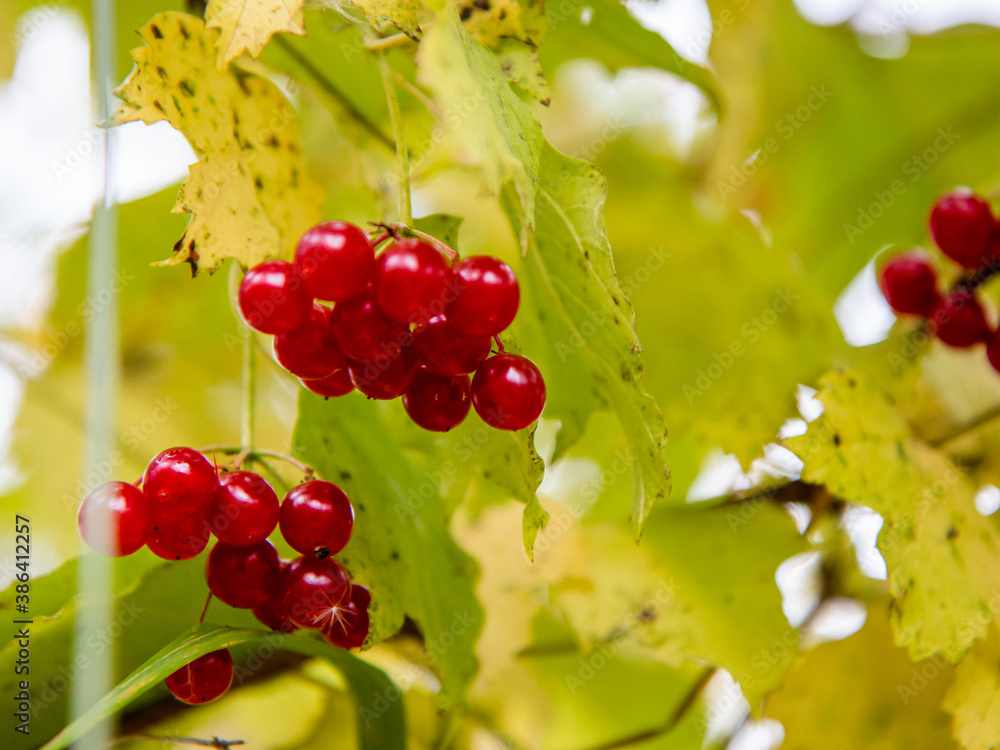 lingonberry berries in the forest lingonberry berries in the forest