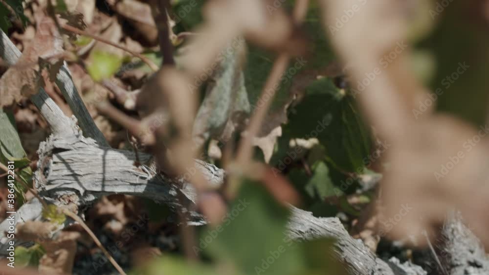 Vine with dry leaves and ripening red grapes. La Geria unique vineyards in Lanzarote, Canary Islands Vine with dry leaves and ripening red grapes. La Geria unique vineyards in Lanzarote, Canary Islands