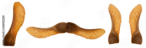 Принти на полотні Close up of dried maple key isolated on white background