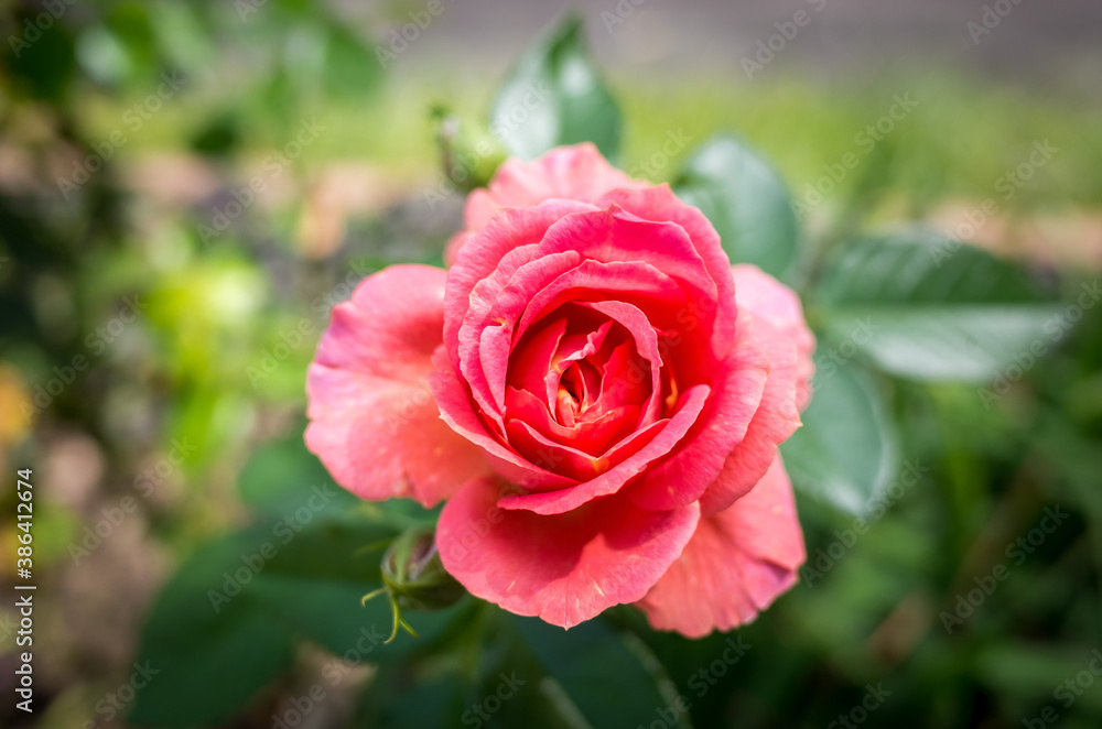 赤いバラの花のアップ 赤いバラの花のアップ