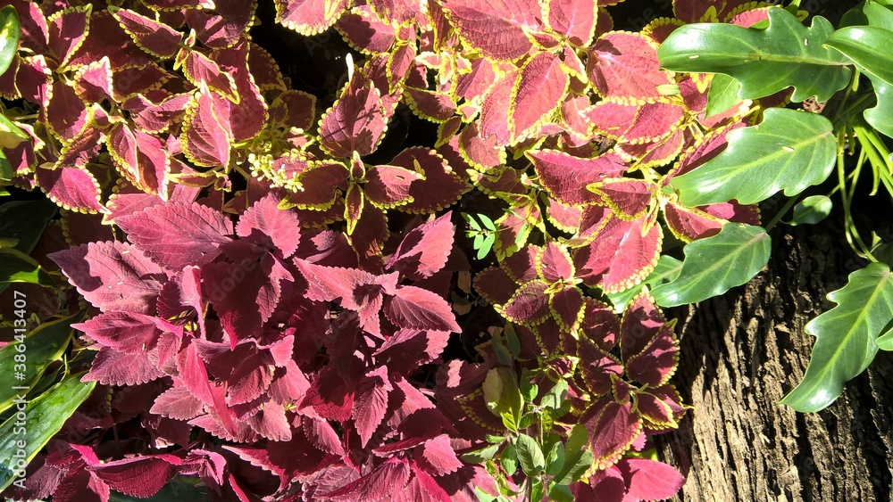 scenic view of coleus plants also called Coleus blumei or Plectranthus scutellarioides 