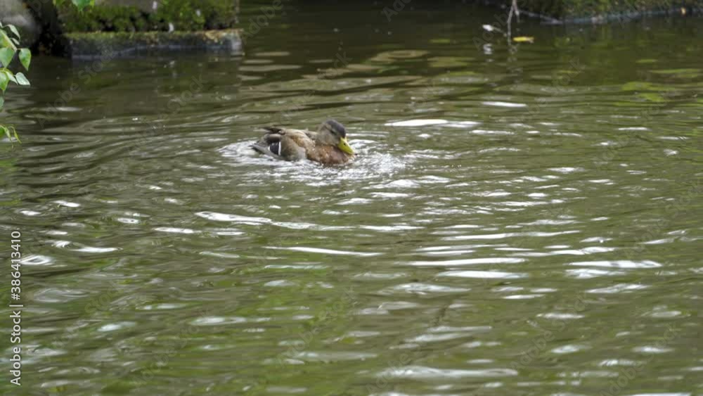 The swimming duck on the lake swinging his head The swimming duck on the lake swinging his head