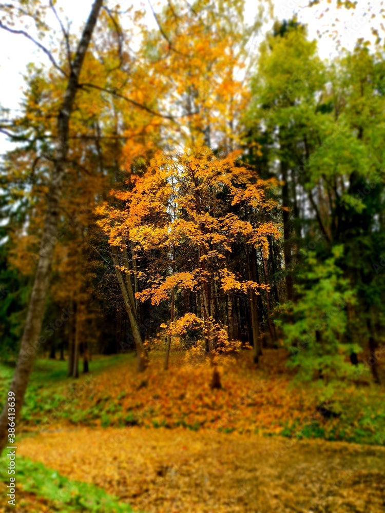 Fototapeta premium autumn in the forest