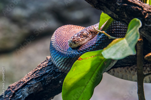 Macklot's python (Liasis mackloti) is a species of python, a nonvenomous snake in the family Pythonidae. It is endemic to Indonesia, East Timor, Papua New Guinea, and coastal northern Australia.  photo