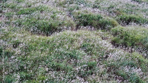 箱根 仙石原 秋のMiscanthus草原を空撮