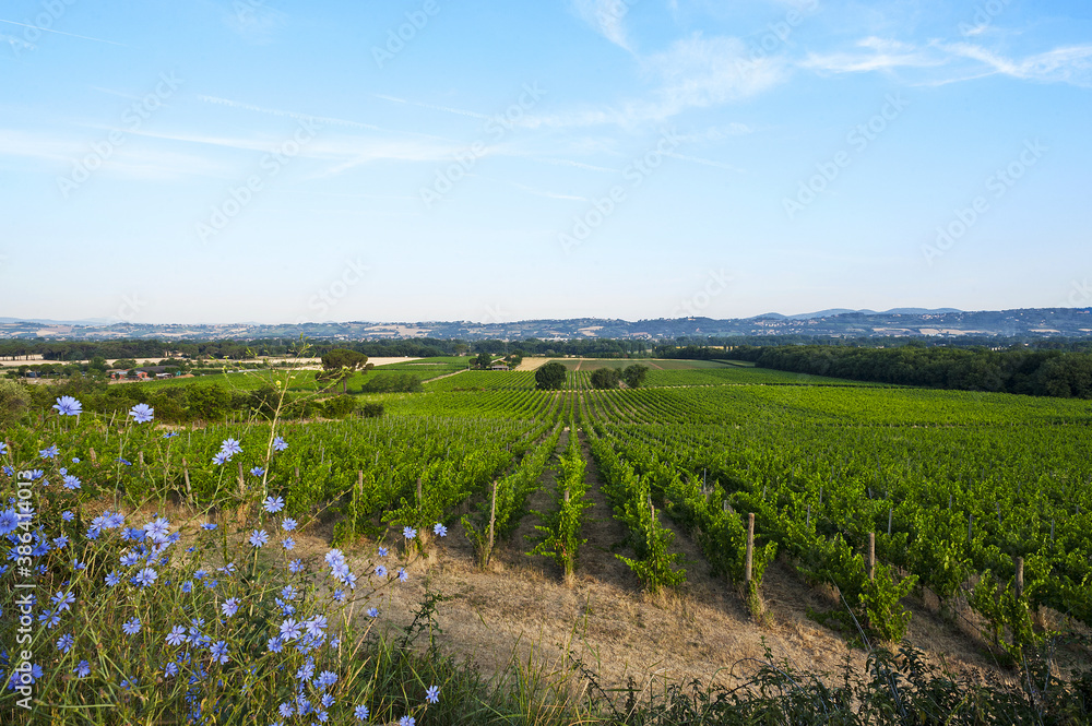 Fototapeta premium Torgiano, district of Perugia, Umbria, Italy - June, 23, 2017: Lungarotti farm, vineyards in Poggio alle Vigne