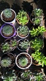 echeveria succulent plants for multipurpose use