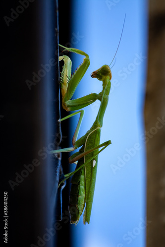 There is a female praying mantis shooted in backlight, the background is the sky, a sunny sky.