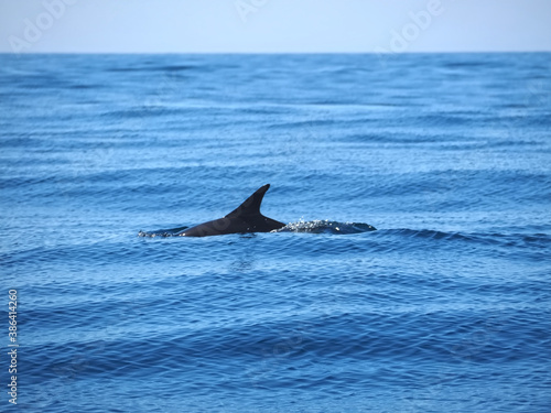 Free dolphins swimming and fishing in the sea