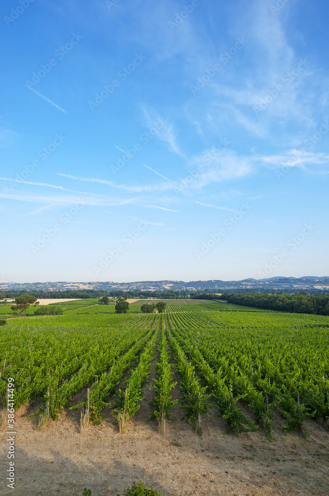 Torgiano, district of Perugia, Umbria, Italy - June, 23, 2017: Lungarotti farm, vineyards in Poggio alle Vigne