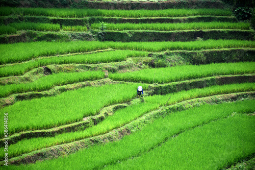 Green rice terraces in Trawas, Mojokerto, Indonesia photo