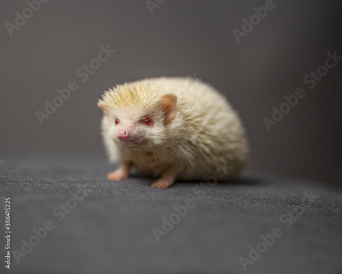 A cute albino hedgehog standing alone while looking at the camera, in front of a grey background © ArtMood Visualz