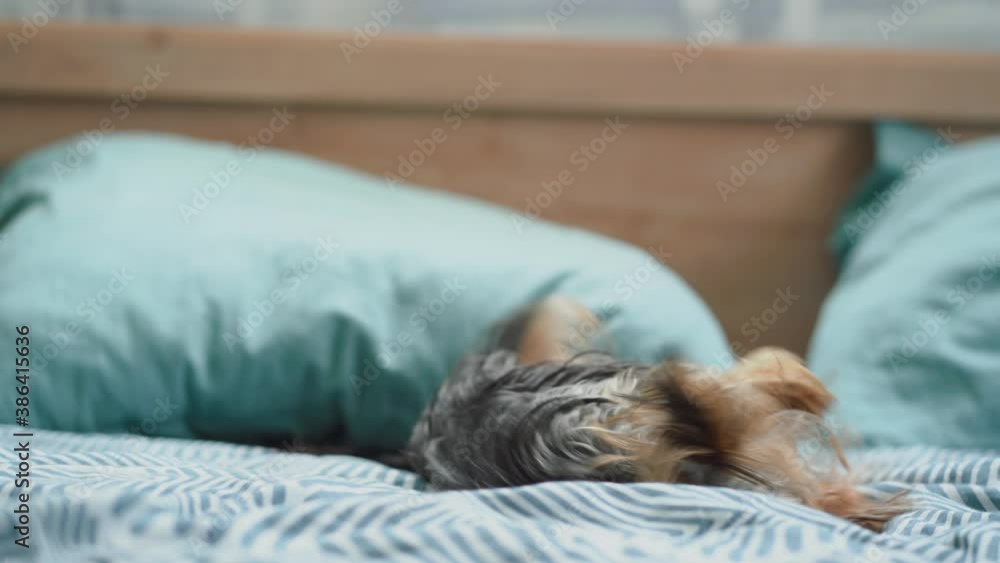 little Yorkshire Terrier playing on the bed little Yorkshire Terrier playing on the bed