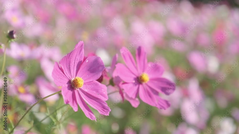 【秋】ピンク色のコスモスの花が花畑で咲いている様子 自然風景
【秋】ピンク色のコスモスの花が花畑で咲いている様子 自然風景