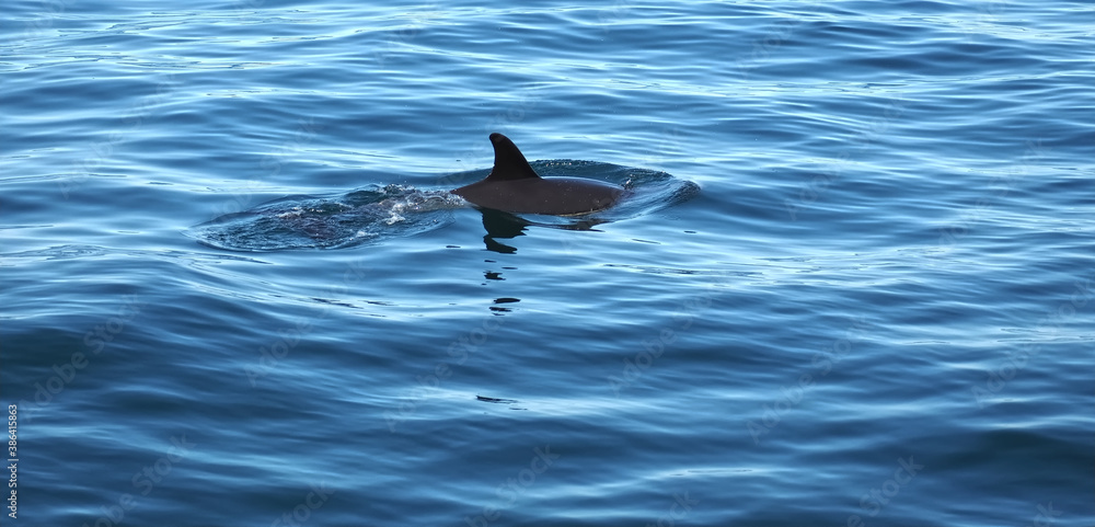 Fototapeta premium Free dolphins swimming and fishing in the sea
