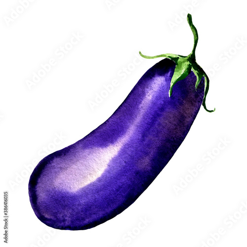 water color hand painted vegetable. eggplant on white background
