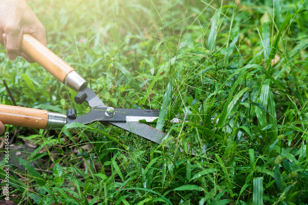 Fototapeta premium Man cutting grass using grass shears