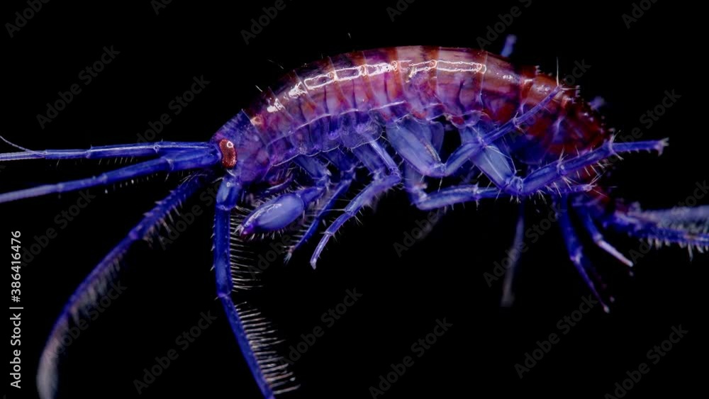 Amphipoda Eulimnogammarus czerskii under the microscope, family
