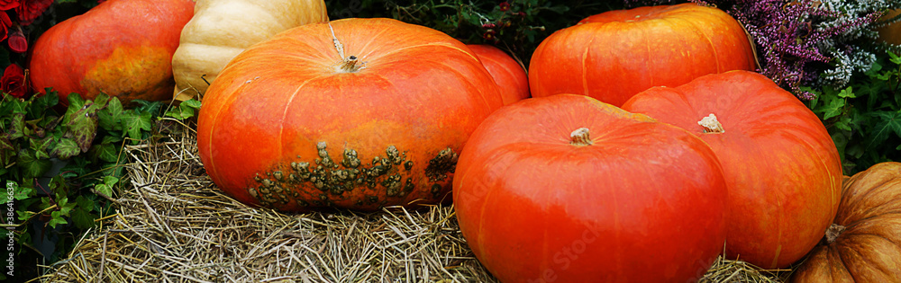 Orange pumpkins on stack of hay or straw Orange pumpkins on stack of hay or straw