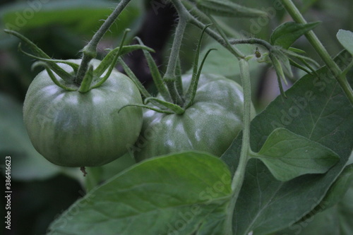 
tomato