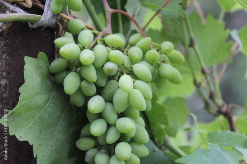 grapes on vine