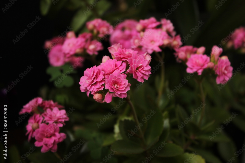 pink flowers in the garden pink flowers in the garden