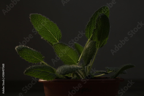 sage