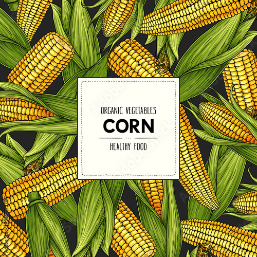 Vector hand drawn banner with ripe organic corn cobs
