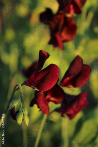wildflowers