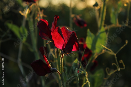 wildflowers