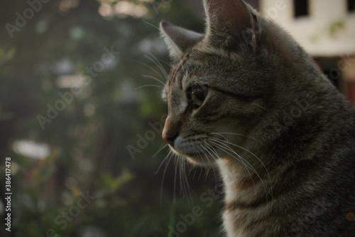 portrait of a cat