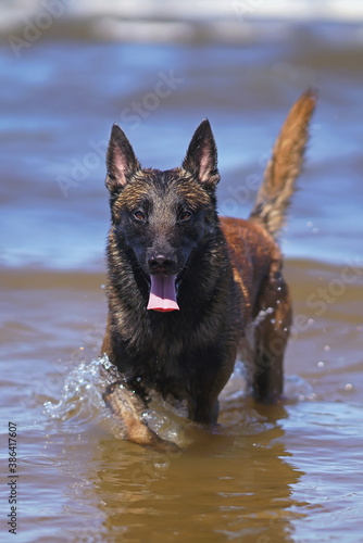 Happy young Belgian Shepherd dog Malinois walking outdoors on a water at the seaside in summer