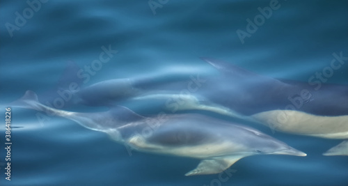 Free dolphins swimming and fishing in the sea © Stimmungsbilder1