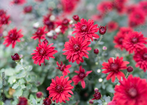 Chrysanthemum flowers in the Nikitsky Botanical Garden in Yalta (Crimean Peninsula) © KONSTANTIN