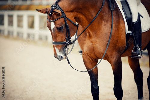Equestrian sport. Portrait sports stallion in the double bridle. Horseback riding.