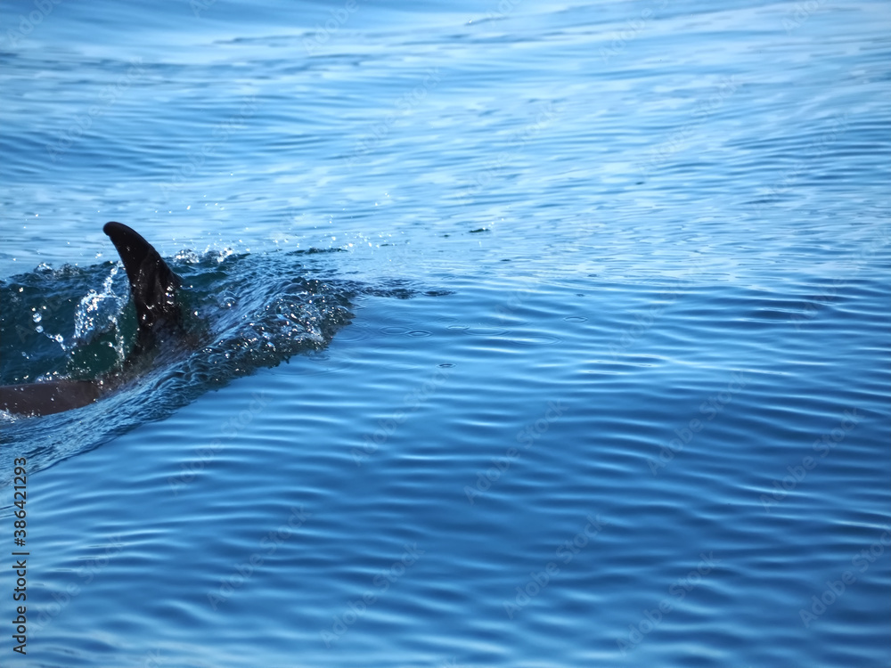 Free dolphins swimming and fishing in the sea Free dolphins swimming and fishing in the sea