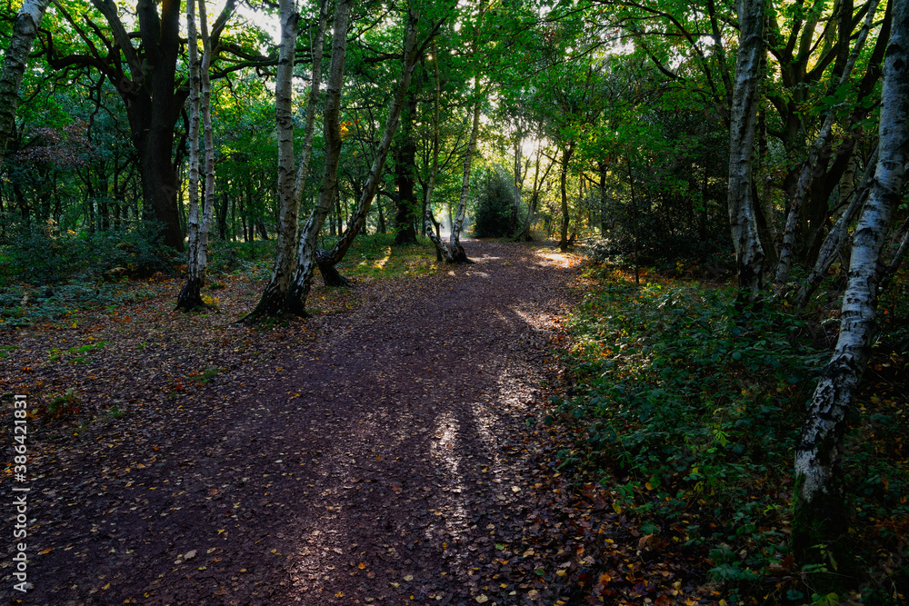 Fototapeta premium A bright sunbeam shines through the trees onto a woodland footpath